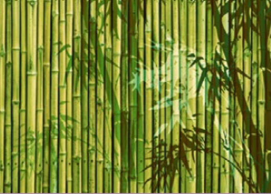 Бамбу зеленый 2013