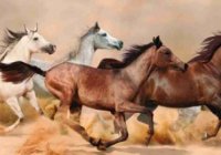 Донские лошади 3067