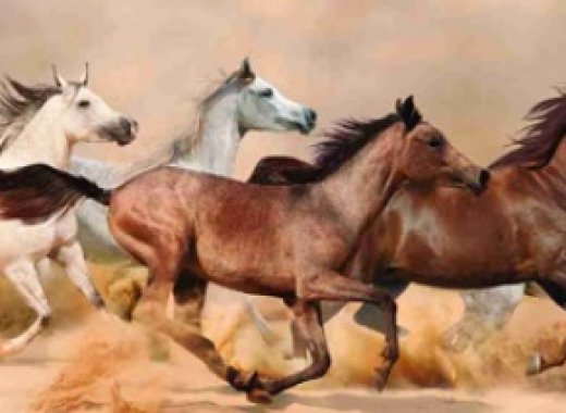 Донские лошади 3067